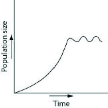 <strong>An undergraduate student is working in a research lab, and starting with a single bacterium, she cultures it in a flask of ideal nutrient broth at an optimum temperature over a two-hour period? Assume resources do not become limiting over this time frame.</strong> A) B) C) D)