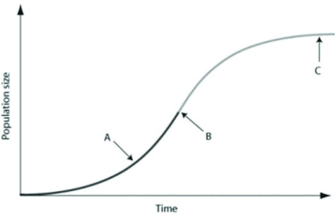 <strong>Use the graph to answer the following question. In the figure, which of the arrows represents the carrying capacity?</strong> A) arrow A B) arrow B C) arrow C D) the period of time prior up to arrow A