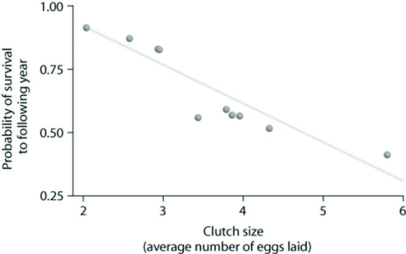 <strong>Use the graph to answer the following question. Based on the data graphed here, which size clutch would likely result in the highest estimated overall reproductive success (fecundity) after one year?</strong> A) 2 B) 3 C) 4 D) 6
