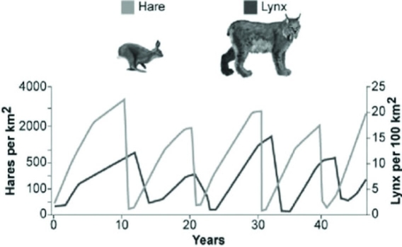 <strong>Use the graph to answer the following question. Which hypothesis is most consistent with these data on hare and lynx populations in the graph?</strong> A) Hares decrease in number just before lynx population size begins to increase. B) Lynx likely control hare population density. C) Lynx and hare populations are independent of each other. D) The relationship between the populations cannot be determined only from this graph.
