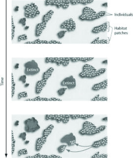 <strong>Use the figure to answer the following question. Which of the following topics is represented by the figures showing the fate of individuals in distinct habitat patches over time?</strong> A) metapopulations B) extinction C) emigration D) both extinction and emigration
