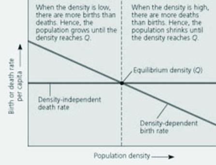 <strong>Use the figure to answer the following question. In the figure, one could depict a different scenario where the death rate per capita was dependent upon (and positively correlated with) the density of the population, and the birth rate was instead density independent. Which of the following would occur as the density of the population increased?</strong> A) the death rate would decrease and the birth rate would decrease B) the death rate would increase and the birth rate would decrease C) the death rate would increase and the birth rate would remain stable D) the death rate would remain stable and the birth rate would increase