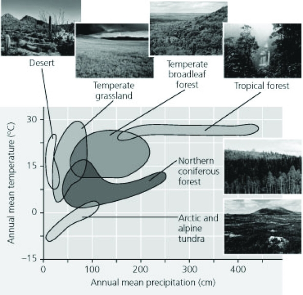 <strong>Use the following figures to answer the question below. The diagram is a climograph, which depicts the most likely overlap between mean temperatures and precipitation values that result in the given types of biomes.   East of the Mississippi River in Hopkinsville, Kentucky, the mean annual precipitation is 130cm. The mean annual temperature is 14.3°C. In the winter, the mean temperature is 7.3°C, while in summer it is 20.6°C. Using the climograph shown here, the biome found in Hopkinsville is most likely a ________.</strong> A) temperate rainforest B) temperate broadleaf forest C) shrubland during the winter, temperate forest during the summer D) temperate forest during the winter, tropical seasonal forest during the summer <div style=padding-top: 35px> 