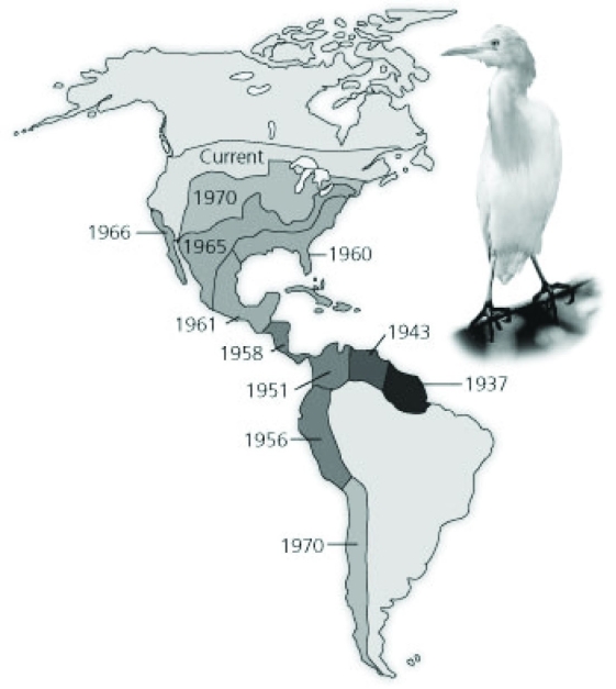 <strong>Use the diagram showing the spread of the cattle egret, Bubulcus ibis, since its arrival in the New World, to answer the question. The range of cattle egrets has expanded between 1937 (dark region in South America) and today, as depicted in the map with lighter shades indicating more recent advancements of the egret over time.   Which of the following claims best explains the expansion of the cattle egret range?</strong> A) Climatic factors, such as sunlight, temperature, and precipitation, provide a suitable habitat for cattle egrets. B) There are no predators for cattle egrets in the New World, so they continue to expand their range. C) The abundant area and little competition with other birds occupying similar habitats met the biotic and abiotic requirements of the cattle egret expansion. D) The first egrets to colonize South America evolved into a new species capable of competing with the native species of herons and egrets. <div style=padding-top: 35px> 
