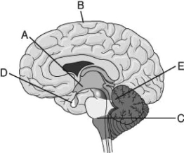 <strong>Use the figure to answer the following question. If a person suffered a serious blow to the head that resulted in damage to the outer layer of brain region B, what might be the expected outcome?</strong> A) The person would be unable to breathe. B) The person's perception, voluntary movement, and/or learning would be impaired. C) The person would not be able to detect any light in the environment. D) Emotional responses would be impaired.