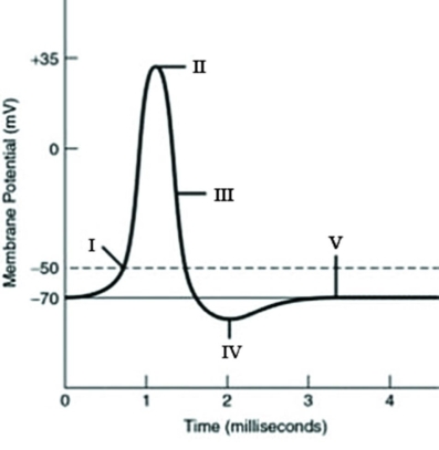 <strong>Refer to the following graph of an action potential to answer the question. Which Roman numeral in the graph indicates the minimum graded depolarization needed to operate the voltage-gated sodium and potassium channels?</strong> A) I B) II C) IV D) V