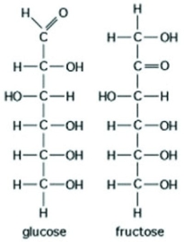 <strong>Use the following figure to answer the following question. The figure shows the structures of glucose and fructose. Which of the following describes a difference between the two molecules?</strong> A) number of carbon, hydrogen, and oxygen atoms B) types of carbon, hydrogen, and oxygen atoms C) arrangement of carbon, hydrogen, and oxygen atoms D) number of oxygen atoms joined to carbon atoms by double covalent bonds