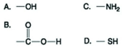 <strong>Use the figures to answer the question. Which functional group shown in the figure can accept protons and raise the pH of the surrounding solution?</strong> A) A B) B C) C D) D