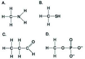 <strong>Use the figures to answer the question. Which molecule shown above contains a functional group that is a part of the principal molecule that stores and transfers energy in cells?</strong> A) A B) B C) C D) D