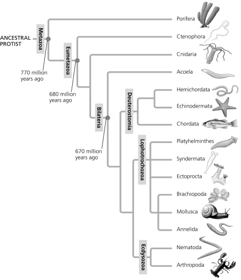 Use the figure to answer the question. Which of the following statements is consistent with the phylogeny in the figure?