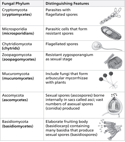 <strong>Which of the following statements accurately describes our current understanding of the phylogeny of fungi as represented in the figure? </strong> A) the zygomycetes are a basal taxon B) basidiomycetes are more closely related to ascomycetes than they are to zygomycetes C) basidiomycetes are more closely related to zygomycetes than they are to ascomycetes D) glomeromycetes are a basal taxon