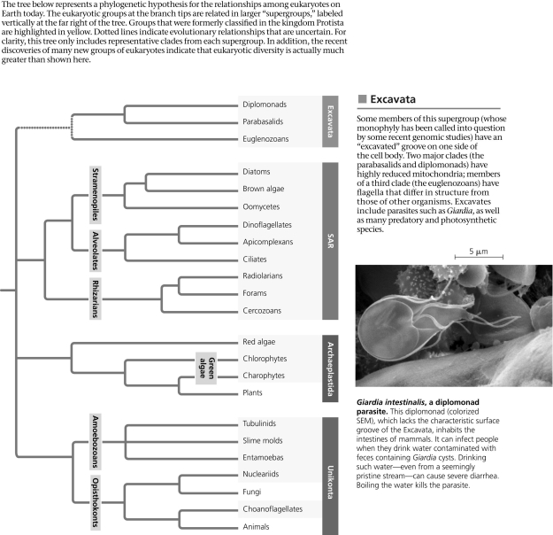 Based on the phylogenetic tree in the figure, which of the following statements is correct?