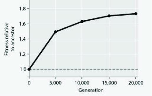 <strong>The following question refers to the figure. In an eight-year experiment, a population of E. coli, begun from a single cell, was grown in low-glucose conditions. The culture was transferred to fresh growth medium every 24 hours. Periodically, samples were removed from each population and the ability to survive in low-glucose conditions was compared with the original (ancestral) E. coli population. The cells in the cell line grown in low-glucose conditions showed the effects of which of the following processes?</strong> A) gene flow and genetic drift B) natural selection and mutation C) natural selection and gene flow D) conjugation and transformation