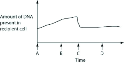 <strong>Use the following information and graph to answer the question. The figure depicts changes to the amount of DNA present in a recipient cell that is engaged in conjugation with an Hfr cell. Hfr cell DNA begins entering the recipient cell at time A. Assume that a fragment of the recipient cell's chromosome is exchanged for a homologous fragment from the Hfr cell's DNA. At which time can the recipient cell first be described as recombinant?</strong> A) A B) B C) C D) D