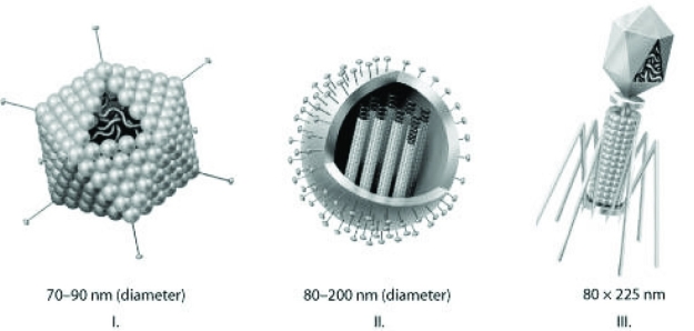 Use the figures to answer the question. Which of the three types of viruses shown in the figure would you expect to include a capsid(s)?