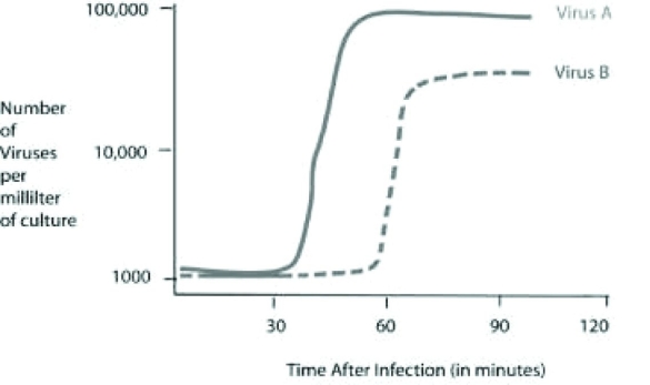 Use the following figure and information to answer the question. Cells were infected with approximately 1,000 copies of either virus A or virus B at the 0 time point. At five-minute intervals, a sample of the virus and cell mixture was removed. All intact cells were removed from the sample, and the number of viruses per milliliter of culture was determined and plotted in the graph above. In a second experiment, 1 mL of each viral sample collected at 90 minutes post infection was mixed with new, uninfected cell cultures. Which of the following best describes these new cultures?