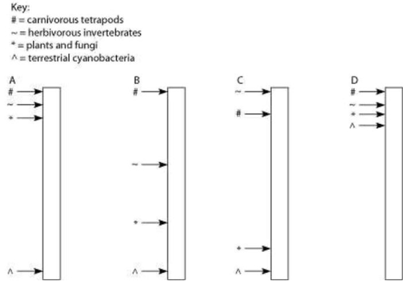 Four sediment cores were removed from the floor of an inland sea. The sea was in existence, off and on, throughout the entire time that terrestrial life has existed. Researchers wish to locate and study the terrestrial organisms fossilized in these cores. In the diagram, the cores are illustrated as vertical columns, with the top of the column representing the most recent strata and the bottom representing the time when land was first colonized by life. If the arrows indicate locations in the column where fossils of a particular type (see key) first appear, then which sediment core provides the best support for the current model of the evolution of terrestrial organisms?