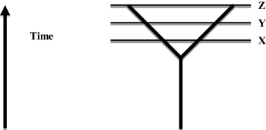 <strong>The diagram represents the splitting of one population into two separate lineages that become more different over time (the distance between the two lines represents the amount of difference between the two lineages). Which of the following scenarios is most likely result in the patterns shown in the diagram? </strong> A) a glacier that retreats northward and allows contact between eastern and western populations B) an earthquake that pushes debris into the middle of a lake and makes two unconnected lakes C) erosion of a mountain that separated two closely related populations D) building of a canal by people to connect two rivers