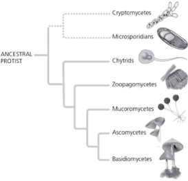<strong>In which phylogenetic tree are the chytrids and ascomycetes shown as being more distantly related than in the other phylogenetic trees?</strong> A) I   B) II (switch chytrids and mucoromycetes) C) III (switch zoopagomycetes and chytrids) D) IV (switch chytrids and basidiomycetes) <div style=padding-top: 35px> 