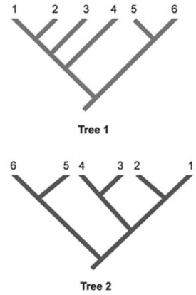 <strong>  In the phylogenetic trees shown, each number represents a unique species of organisms. Which two species are represented as sister species in Tree 2 but are not represented as sister species in Tree 1?</strong> A) 1 and 2 B) 2 and 3 C) 3 and 4 D) 4 and 5 <div style=padding-top: 35px> 