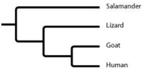 <strong>Which of the following statements is most consistent with the model of evolutionary relatedness represented in the phylogenetic tree?  </strong> A) Goats and humans are the only sister group in this tree. B) Salamanders are a sister group to the group containing lizards, goats, and humans. C) Salamanders are more closely related to lizards than they are to humans. D) Goats are more closely related to salamanders than they are to humans. <div style=padding-top: 35px> 