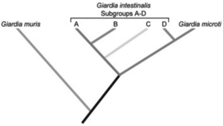 <strong>Use the following information to answer the question.   By examining the phylogenetic tree diagrammed in the figure, what conclusion can you draw about the species G. microti?</strong> A) It evolved before G. intestinalis. B) It is more closely related to G. muris than to G. intestinalis. C) It should not be labeled a species distinct from G. intestinalis. D) It is part of a monophyletic group that also includes G. intestinalis. <div style=padding-top: 35px> 