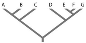 <strong>Use the following information to answer the question.   In the figure, the letters A-G represent individual species that all descended from a common ancestor. Which of the following groups of these species forms a monophyletic group?</strong> A) A, B, C, D B) C and D C) D, E, and F D) E, F, and G <div style=padding-top: 35px> 