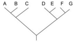<strong>In the figure, the letters A-G represent individual species that all descended from a common ancestor.   Which of the following conclusions regarding the phylogeny of these organisms can be made from this tree?</strong> A) A is more closely related to D than it is to C B) B is more closely related to G than it is to A C) D is more closely related to E than it is to G D) G is more closely related to A than it is to F <div style=padding-top: 35px> 