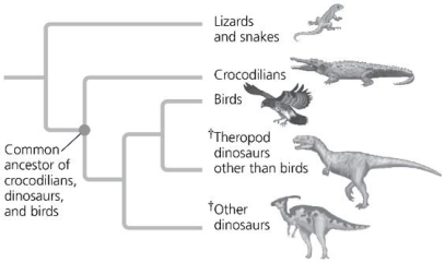 <strong>The figure represents a phylogenetic tree of birds and their closest relatives. Which group of organisms represents the outgroup in the clade that includes only crocodilians, ornithischian dinosaurs, saurischian dinosaurs, and birds?  </strong> A) lizards and snakes B) crocodilians C) ornithischian dinosaurs D) birds <div style=padding-top: 35px> 