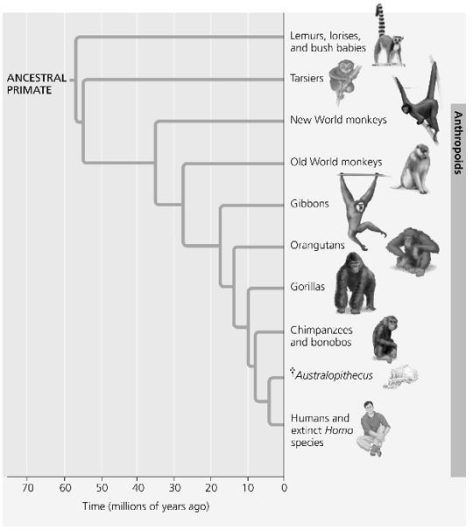 <strong>Use the following figure and description to answer the question.   Humans, chimpanzees, gorillas, and orangutans are members of a clade called the great apes, which shared a common ancestor approximately 15 million years ago. Referring to the phylogenetic tree in the figure, which of the following pairs of apes are most closely related?</strong> A) gorillas and chimpanzees B) humans and Australopithecus C) humans and gorillas D) orangutans and chimpanzees <div style=padding-top: 35px> 