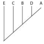 <strong>The question refers to the table, which compares the percent sequence homology of four different parts of a gene (two introns and two exons) that is found in five different eukaryotic species. The data show the percentage of sequence homology of each intron and exon in comparison to the sequences in species A. % Sequence Homology   Based on the data in the table, which phylogenetic tree is the most likely depiction of the evolutionary relationships among these five species?</strong> A)   B)   C)   D)   <div style=padding-top: 35px> 