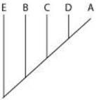 <strong>The question refers to the table, which compares the percent sequence homology of four different parts of a gene (two introns and two exons) that is found in five different eukaryotic species. The data show the percentage of sequence homology of each intron and exon in comparison to the sequences in species A. % Sequence Homology   Based on the data in the table, which phylogenetic tree is the most likely depiction of the evolutionary relationships among these five species?</strong> A)   B)   C)   D)   <div style=padding-top: 35px> 