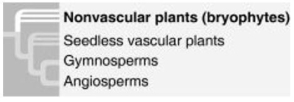 <strong>Use the figure to answer the following question. Gymnosperms and angiosperms are both types of plants that produce seeds.   Which of the following claims is best supported by this phylogenetic tree?</strong> A) the tree depicts uncertainty about whether the bryophytes or the vascular plants evolved first B) the tree depicts an evolutionary hypothesis C) the tree includes evolution of convergent characteristics D) the tree indicates that seeds are a shared ancestral character of all vascular plants <div style=padding-top: 35px> 