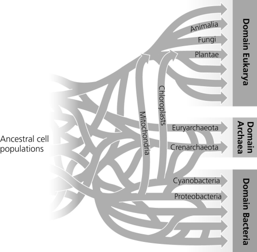 <strong>The following question refers to this phylogenetic tree, depicting the origins of life and the three domains. Connecting lines indicate instances of gene or genome transfer and time is indicated from left to right.   A possible phylogenetic tree for the three domains of life. If the early history of life on Earth is accurately depicted by the figure, then which statement is most in agreement with the hypothesis proposed by this tree?</strong> A) The last universal common ancestor of all extant species is one individual species. B) A significant amount of horizontal gene transfer occurred early in the evolution of life. C) Archaean genomes should not contain genes that originated in bacteria, and vice versa. D) Eukaryotes are more closely related to archaeans than to bacteria. <div style=padding-top: 35px> 