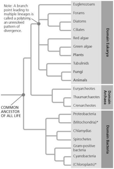 <strong>  Cyanobacteria were once called blue-green algae because they are photosynthetic. According to the phylogeny shown, to which of the following organisms are the cyanobacteria more closely related?</strong> A) gram-positive bacteria B) green algae C) euglenozoans D) crenarcheotes <div style=padding-top: 35px> 