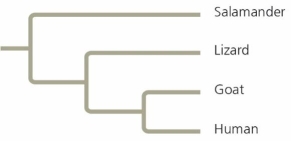 <strong>Based on the tree below, which statement is correct?  </strong> A) Lizards and goats form a sister group. B) Salamanders are a sister group to the group containing lizards, goats, and humans. C) Salamanders are more closely related to lizards than to humans. D) Goats and humans are the only sister group shown in this tree. <div style=padding-top: 35px> 