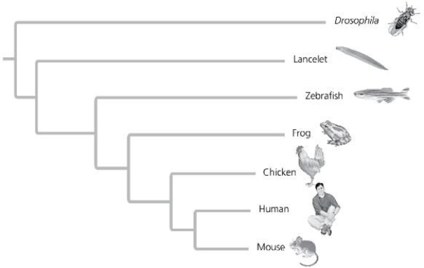 <strong>The relative lengths of the frog and mouse branches in the phylogenetic tree in the figure indicate that ________.  </strong> A) frogs evolved before mice B) mice evolved before frogs C) the homolog evolved more rapidly in the mouse lineage D) the homolog evolved more slowly in the mouse lineage <div style=padding-top: 35px> 