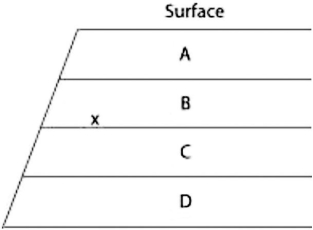 <strong>The figure shows an outcrop of sedimentary rock whose strata are labeled A-D. If x indicates the earliest appearance of fossils of two closely related species, neither of which is extinct, then their remains may be found in which of these strata?</strong> A) stratum A only B) strata A and B only C) strata A, B, and C only D) all four strata