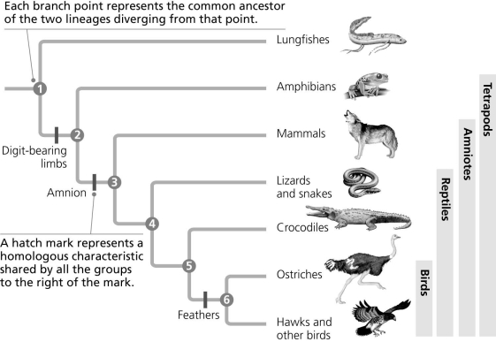 <strong>Use the diagram to answer the next question. Which of the following conclusions is consistent with the information in the evolutionary tree?</strong> A) The amnion occurs in mammals, birds, and lizards. B) The amnion occurs in all organisms that have digit-bearing limbs. C) The amnion is a membrane that surrounds developing embryos. D) Feathers contribute to temperature regulation in birds.