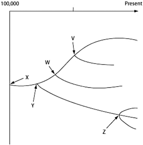 <strong> In this diagram, each fork represents which of the following ideas?</strong> A) groups of living organisms B) groups of extinct organisms C) the most recent common ancestor of the subsequent species D) morphologic gaps in the fossil record