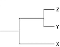 <strong>Currently, two of the living elephant species (X and Y) are placed in the genus Loxodonta, and a third surviving species (Z) is placed in the genus Elephas. Assuming this classification reflects evolutionary relatedness, which of the following is the most accurate evolutionary tree?</strong> A) B) C) D)