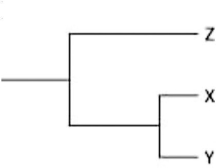 <strong>Currently, two of the living elephant species (X and Y) are placed in the genus Loxodonta, and a third surviving species (Z) is placed in the genus Elephas. Assuming this classification reflects evolutionary relatedness, which of the following is the most accurate evolutionary tree?</strong> A) B) C) D)