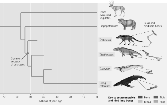 <strong>Use the diagram to answer the next question Fossil evidence indicates that modern whales and other cetaceans (dolphins and porpoises) are closely related to even-toed ungulates (hippopotamuses, pigs, deer, and cows). Which of the following predictions would you make if you wanted to test this idea using the amino acid sequence of hemoglobin?</strong> A) Hemoglobin sequences of whales will be more similar to dogs than to hippopotamuses. B) Hemoglobin sequences of whales will be more similar to gorillas than to hippopotamuses. C) Hemoglobin sequences of whales will be more similar to hippopotamuses than to horses. D) Hemoglobin sequences of whales will be more similar to hippopotamuses than to a fossil common ancestor of all even-toed ungulates (assume we can discover the amino acid sequence from a fossil).