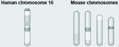<strong>Use the following information to answer the question. The figure shows a diagram of blocks of genes on human chromosome 16 and the locations of blocks of similar genes as they are found on four different mouse chromosomes. Which of the following statements best explains the different arrangements of these blocks in the genomes of these two species?</strong> A) During evolutionary time, these sequences separated and have returned to their original positions in the mouse. B) DNA sequences within these blocks have become increasingly divergent. C) Sequences represented have duplicated at least three times resulting in this arrangement. D) Chromosomal translocations have moved blocks of sequences to other chromosomes.
