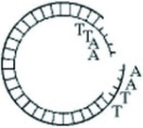 <strong>Use the figure to answer the following question. The activity of which of the following enzymes would produce a molecule of DNA as represented in the figure?</strong> A) ligase B) a restriction enzyme (endonuclease) C) RNA polymerase D) DNA polymerase