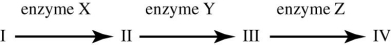 <strong>Use the figure to answer the question. Refer to the metabolic pathway illustrated. If I, II, III and IV are all required for growth, a bacterial strain that does not make enzyme Y would be able to grow on medium supplemented with which of the following compounds?</strong> A) nutrient A only B) nutrient C only C) nutrients A and C only D) nutrients B and D only