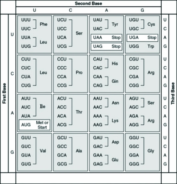 <strong>The following question refers to this table of codons. Refer to the figure. Which of the triplets below is a possible anticodon in a tRNA that transports proline to a ribosome?</strong> A) 5′-GGT-3′ B) 5′-CCG-3′ C) 3′-GGC-5′ D) 3′-CCC-5′