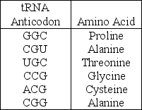 <strong>An mRNA molecule with the sequence 5′-CCG-ACG-3′is being translated at a ribosome. The following charged transfer RNA molecules (with their anticodons shown in the 3′ to 5′ direction) are available. Two of them can correctly match the mRNA so that a dipeptide can form. Which of the following dipeptides will form from this mRNA? A) cysteine-alanine B) proline-threonine C) glycine-cysteine D) alanine-alanine Answer: B Topic: Translation is the RNA-directed synthesis of a polypeptide: A Closer Look Bloom's Taxonomy: Levels 3-4: Applying/Analyzing Learning Outcome: 17.4, Global LO: G2, V&C LO: VC-I An mRNA molecule with the sequence 5′-CCG-ACG-3′is being read by a ribosome. During translation which of the following tRNA anticodons will be the first to productively bind with this mRNA?</strong> A) 3′-GGC-5′ B) 5′-GGC-3′ C) 5′-UGC-3′ D) 3′-UGC-5′