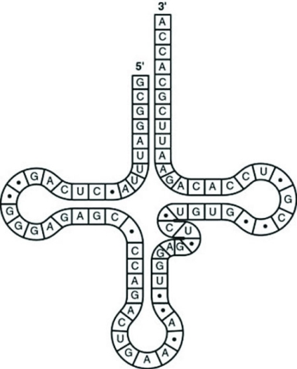 <strong>Use the figure to answer the question. What type of bonding is responsible for maintaining the shape of the tRNA molecule shown in the figure?</strong> A) ionic bonding between phosphates B) hydrogen bonding between base pairs C) van der Waals interactions between hydrogen atoms D) peptide bonding between amino acids