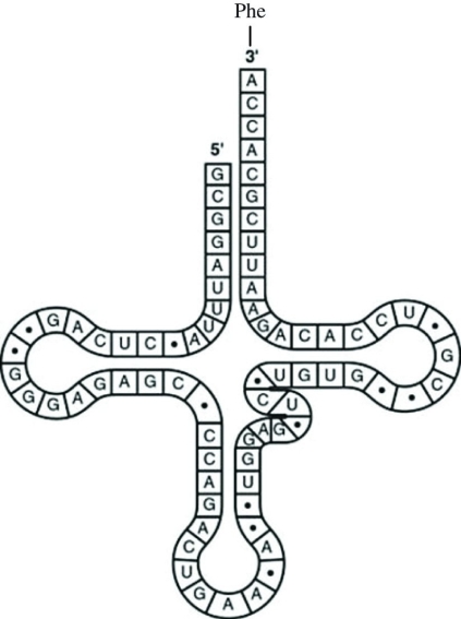 <strong>Use the figure to answer the question. Which codon on the mRNA strand codes for the amino acid carried by the aminoacyl-tRNA represented in the figure?</strong> A) 5′-UGG-3′ B) 3′-GUG-5′ C) 5′-GUA-3′ D) 5′-UUC-3′